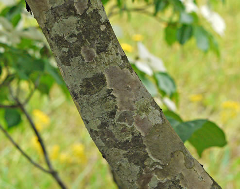 image of Benthamidia japonica, Kousa Dogwood