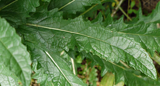 image of Verbascum blattaria, Moth Mullein