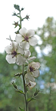 image of Verbascum blattaria, Moth Mullein