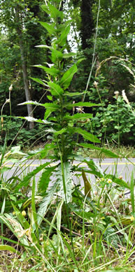 image of Verbascum blattaria, Moth Mullein