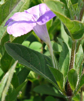 image of Ruellia humilis, Hairy Wild-petunia, Low Wild-petunia, Glade Wild-petunia, Fringeleaf Ruellia