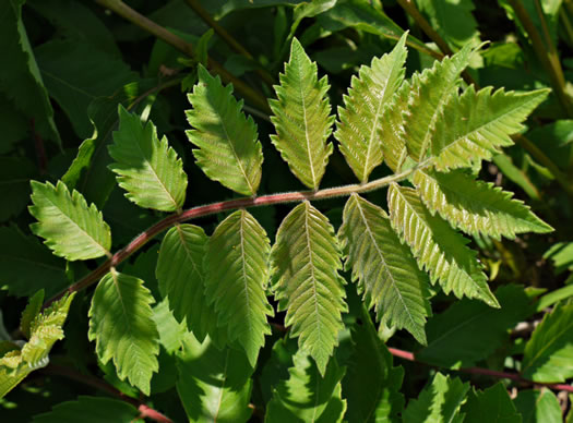 Rhus michauxii, Michaux's Sumac, Dwarf Sumac, False Poison Sumac