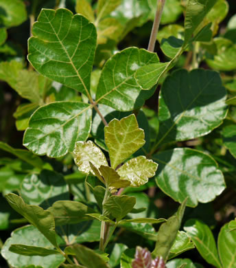 Rhus aromatica var. aromatica, Fragrant Sumac, Squawbush