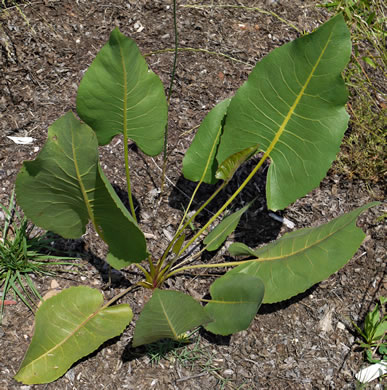 image of Silphium terebinthinaceum, Prairie-dock, Broadleaf Prairie-dock