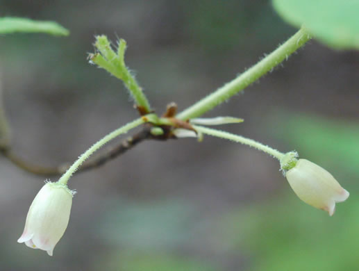 image of Rhododendron pilosum, Minniebush