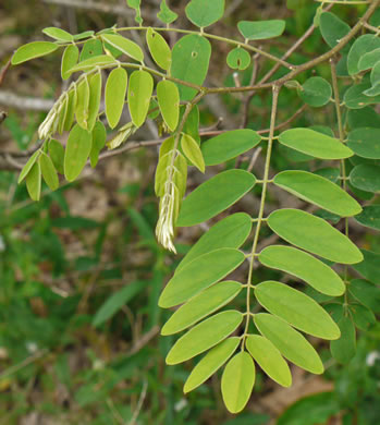 Robinia hartwigii, Granite Dome Locust, Highlands Locust, Hartwig's Locust