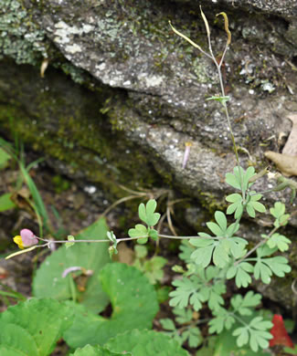 image of Capnoides sempervirens, Pale Corydalis, Rock Harlequin, Pink Corydalis, Tall Corydalis