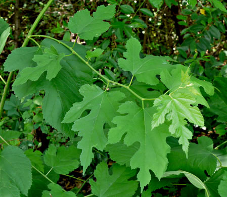 Morus alba, White Mulberry, Silkworm Mulberry, Russian Mulberry