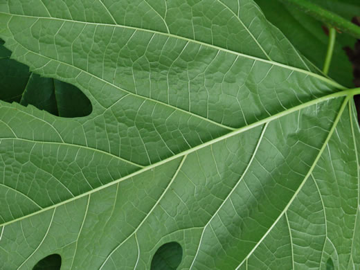 image of Morus alba, White Mulberry, Silkworm Mulberry, Russian Mulberry