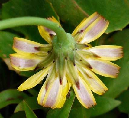 image of Hypochaeris radicata, Hairy Cat's-ear, Spotted Cat's-ear, Cat's Ear Dandelion