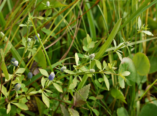 image of Eryngium prostratum, Spreading Eryngo, Creeping Eryngo