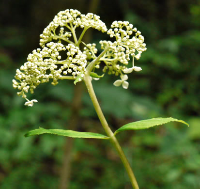 image of Hydrangea arborescens, Smooth Hydrangea, Sevenbark, Northern Wild Hydrangea