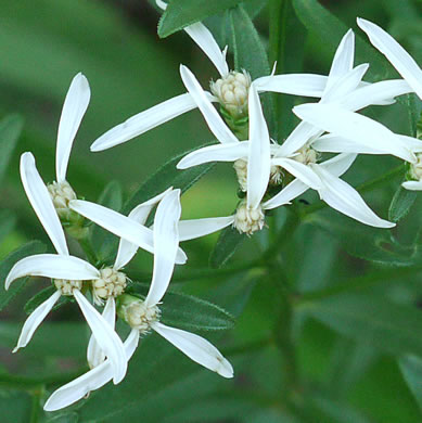 image of Sericocarpus linifolius, Narrowleaf Whitetop Aster, Slender Whitetop Aster