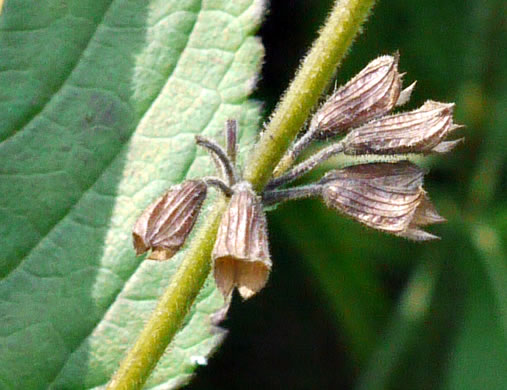 image of Salvia urticifolia, Nettleleaf Sage