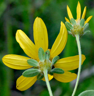 Coreopsis major var. major, Whorled Coreopsis, Woodland Coreopsis