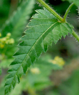 image of Tragia urticifolia, Nettleleaf Noseburn, Tragia