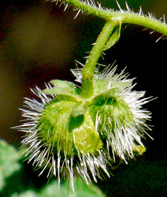 image of Tragia urticifolia, Nettleleaf Noseburn, Tragia