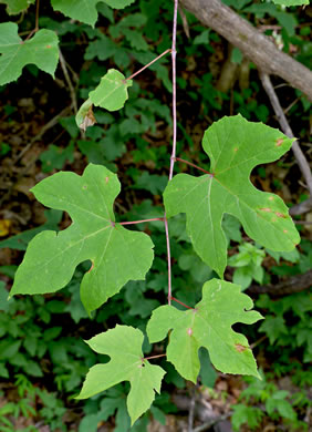 image of Vitis aestivalis var. bicolor, Silverleaf Grape