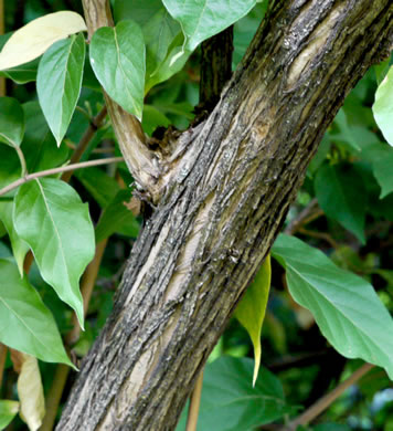 image of Lonicera maackii, Amur Bush-honeysuckle, Amur Honeysuckle