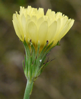 image of Pyrrhopappus carolinianus, Carolina False-dandelion, Carolina Desert-chicory