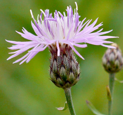 Centaurea stoebe ssp. micranthos, Spotted Knapweed, Bushy Knapweed