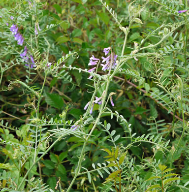 image of Vicia villosa ssp. varia, Smooth Vetch, Winter Vetch