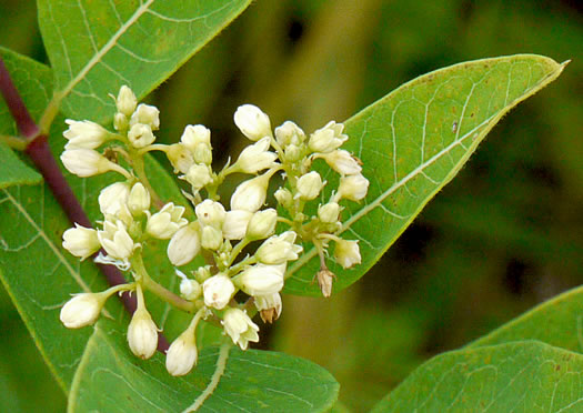 image of Apocynum cannabinum, Indian-hemp, Hemp Dogbane, Marion's Weed