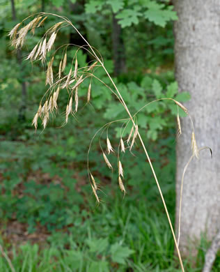 image of Bromus catharticus var. catharticus, Rescue Grass