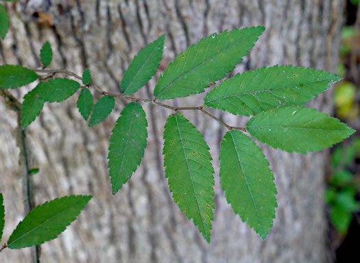 image of Ulmus alata, Winged Elm