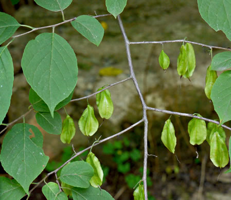 image of Halesia tetraptera var. tetraptera, Common Silverbell