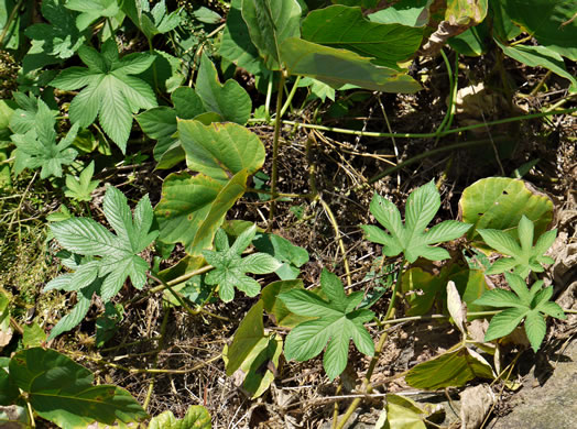 image of Humulus scandens, Japanese Hops