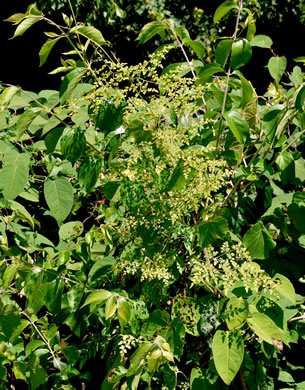 image of Lygodium japonicum, Japanese Climbing Fern