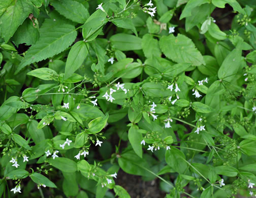 image of Houstonia purpurea, Summer Bluet, Mountain Bluet, Woodland Bluet, Purple Bluet