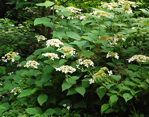 image of Hydrangea radiata, Snowy Hydrangea, Silverleaf Hydrangea