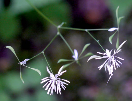 image of Thalictrum clavatum, Mountain Meadowrue, Lady-rue