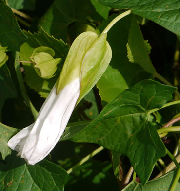 image of Convolvulus fraterniflorus, Twin-flowered Bindweed, Twoflower Bindweed, Shortstalk False Bindweed