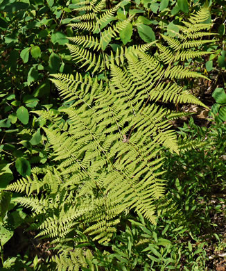 image of Macrothelypteris torresiana, Mariana Maiden-fern, Swordfern, False Maiden-fern