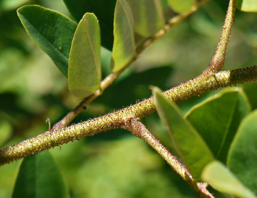 image of Robinia hartwigii, Granite Dome Locust, Highlands Locust, Hartwig's Locust