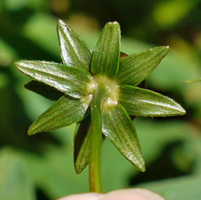 image of Coreopsis pubescens var. pubescens, Common Hairy Coreopsis, Star Tickseed