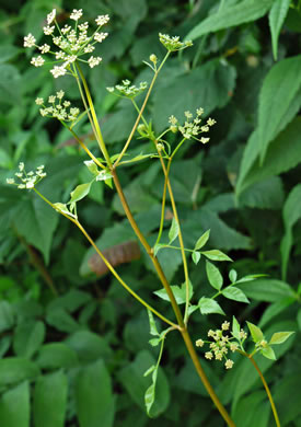 image of Ligusticum canadense, American Lovage