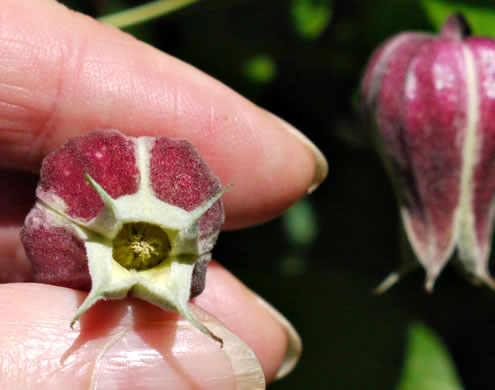 image of Clematis viorna, Northern Leatherflower, Vase-vine