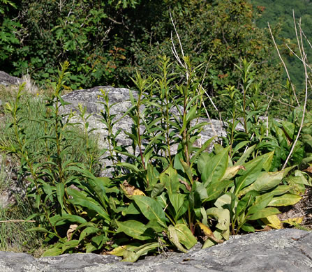 image of Solidago simulans, Granite Dome Goldenrod, Cliffside Goldenrod