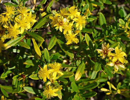 image of Hypericum densiflorum, Mountain Bushy St. Johnswort, Dense-flowered St. Johnswort