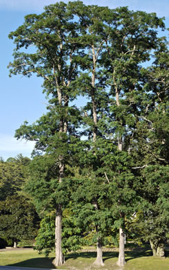 image of Robinia pseudoacacia, Black Locust