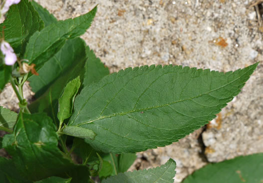 image of Teucrium canadense var. canadense, American Germander, Wood Sage, Common Germander