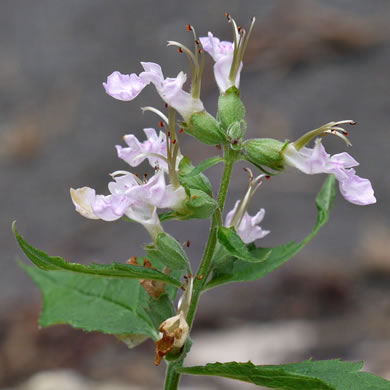 image of Teucrium canadense var. canadense, American Germander, Wood Sage, Common Germander