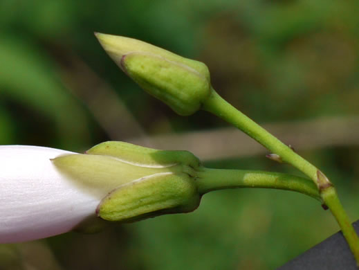 image of Ipomoea pandurata, Manroot, Wild Potato Vine, Man-of-the-earth, Wild Sweet Potato