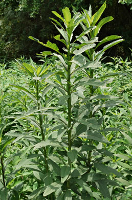 image of Verbesina alternifolia, Common Wingstem