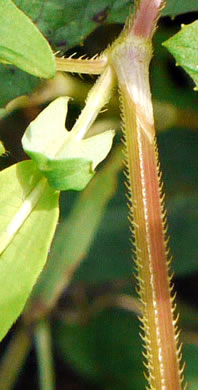 image of Persicaria sagittata, Arrowleaf Tearthumb, Arrowvine, Scratch-grass