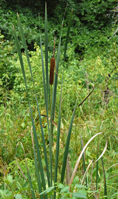 image of Typha latifolia, Common Cattail, Broadleaf Cattail